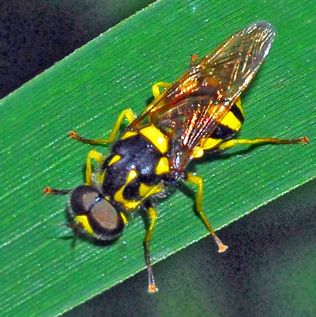 Syrphidae?  No,  Stratiomyidae: Oxycera meigenii